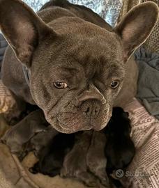 Bulldog francese