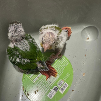 Pyrrhura molinae pulli