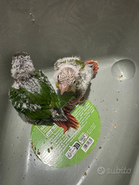 Pyrrhura molinae pulli