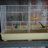 Gabbia da cova per uccelli 