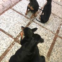 Pincher toy nero focati