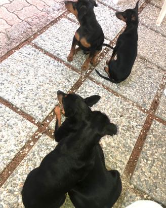Pincher toy nero focati