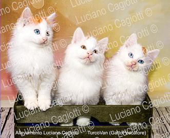 Gattini Turco Van (il gatto Pescatore) Disponibili
