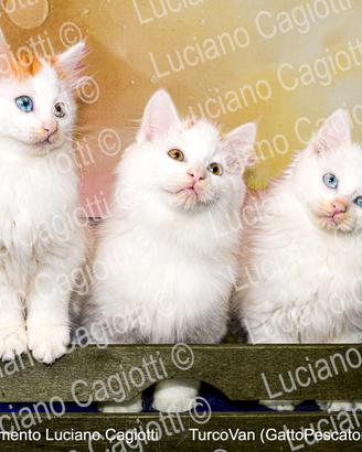 Gattini Turco Van (il gatto Pescatore) Disponibili