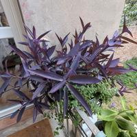 Pianta Tradescantia pallida (miseria viola) talee