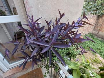 Pianta Tradescantia pallida (miseria viola) talee