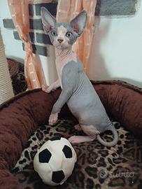 Sphynx pedigree italiano riconosciuto