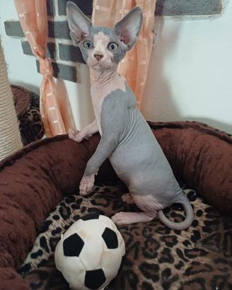 Sphynx pedigree italiano riconosciuto