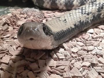 Pitone, Elaphe, Boa, Serpenti, Rettili
