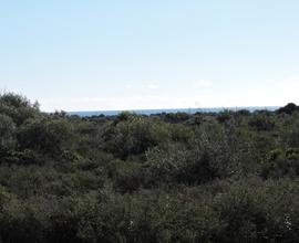 Terreni agricoli vista mare orosei