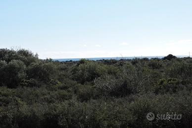Terreni agricoli vista mare orosei