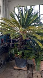 Cycas revoluta femmina 