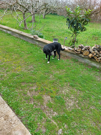 Cane taglia media età 1 anno