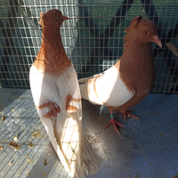 Columbi di arcangelo