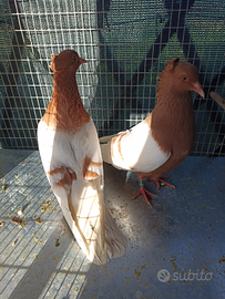 Columbi di arcangelo