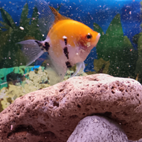 Pesce scalare da Acquario