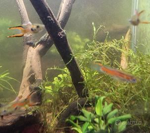 Guppy Endler