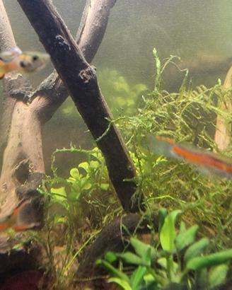 Guppy Endler
