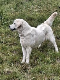 Golden retriever