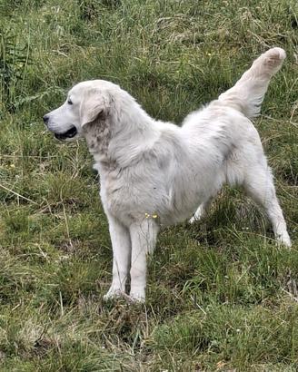 Golden retriever
