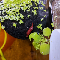 Neocaridine Davidi