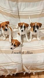 Jack russell con pedigree