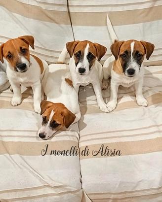 Jack russell con pedigree