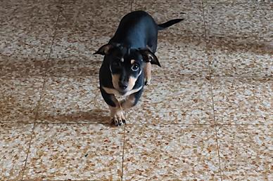 Animali