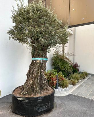 ulivo macro bonsai