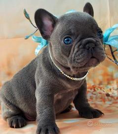 BULDOG FRANCESE - FRENCH BOULEDOGUE puppy blu