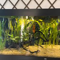 Vallisneria gigantea