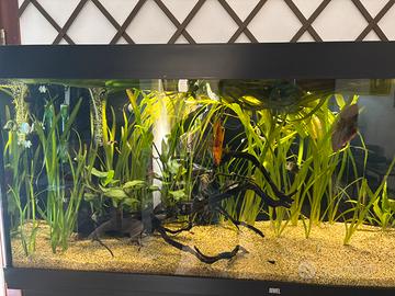 Vallisneria gigantea