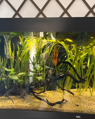 Vallisneria gigantea