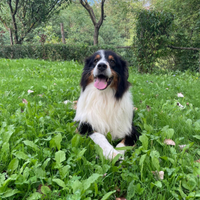 Aroon pastore australiano