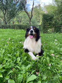 Aroon pastore australiano