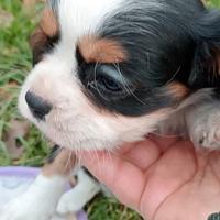 Cavalier King maschietto e femminuccia