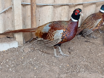 Fagiani quaglie pernici