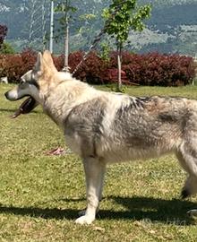 CANE LUPO CECOSLOVACCO