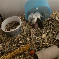 Cuccioli di criceto