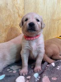 Golden Retriver 27/11/25