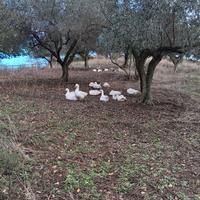 oliveto PANORAMICO CERI 