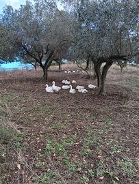 oliveto PANORAMICO CERI 