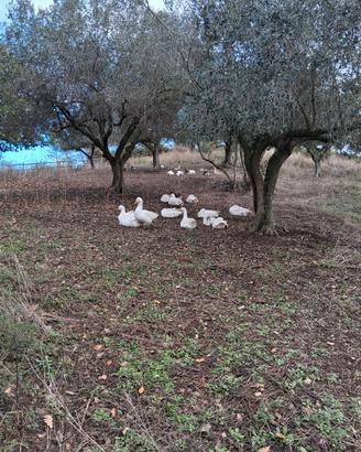 oliveto PANORAMICO CERI 