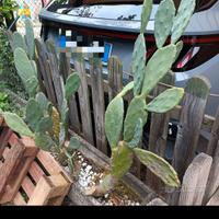 pianta di cactus fico d'india 