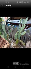 pianta di cactus fico d'india 