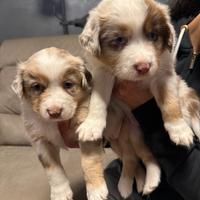 Cuccioli Pastore Australiano RED MERLE