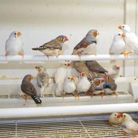 Diamanti Mandarini maschi e femmina