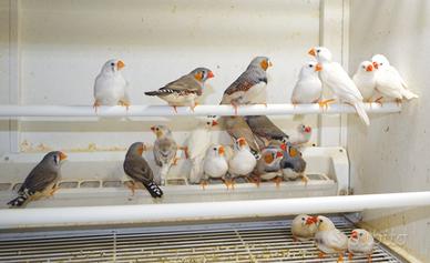 Diamanti Mandarini maschi e femmina