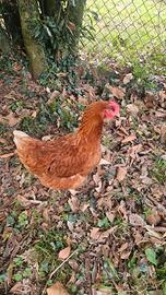 Gallina ovaiola giovane 6 mesi