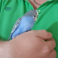 Cocorite allevato a mano